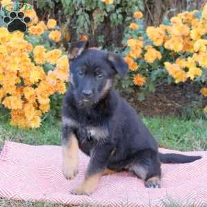 Taliah, German Shepherd Puppy