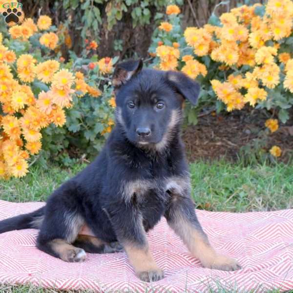 Taliah, German Shepherd Puppy