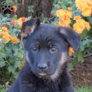 Taliah, German Shepherd Puppy