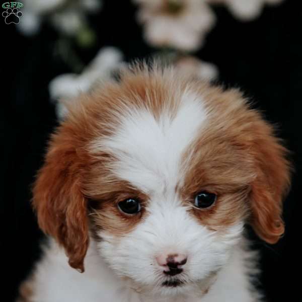 Tally, Cavapoo Puppy