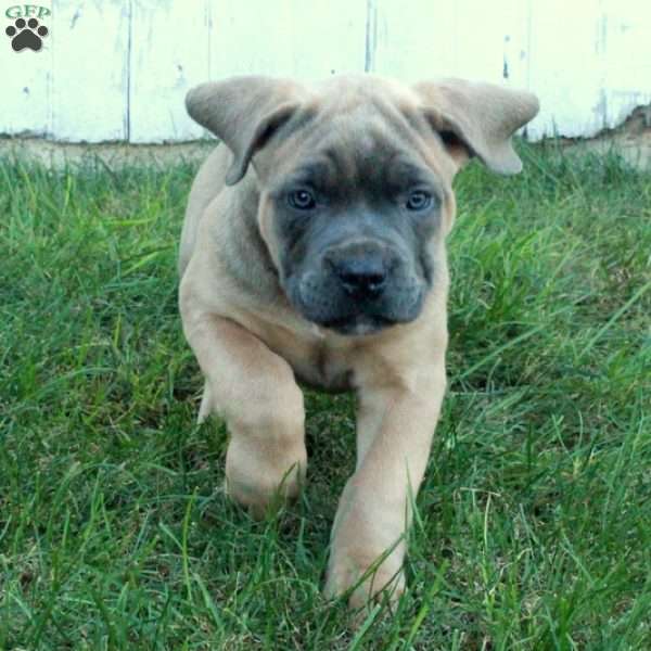 Tamara, Cane Corso Puppy