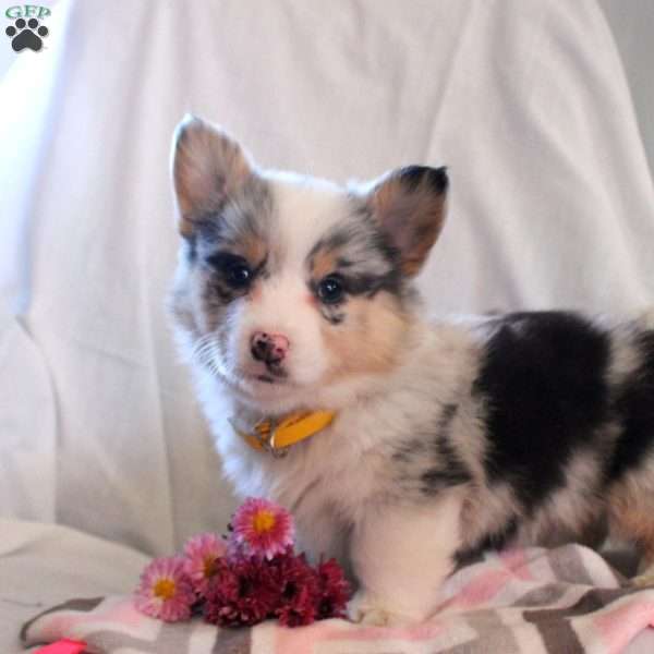 Tamara, Pembroke Welsh Corgi Puppy