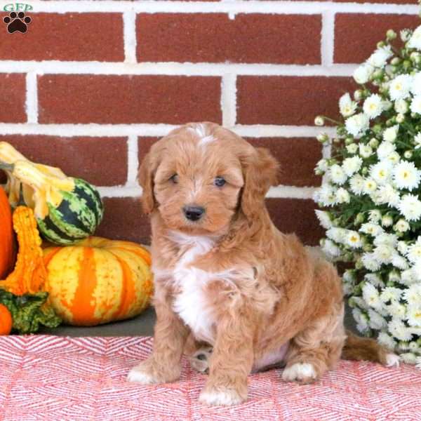 Tanner, Cavapoo Puppy