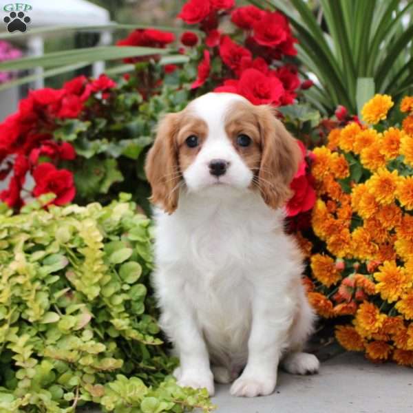 Tanner, Cavalier King Charles Spaniel Puppy