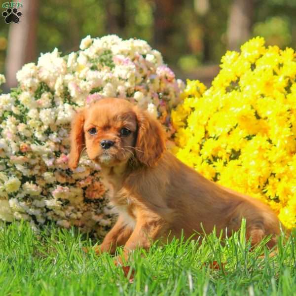 Tanya, Cavalier King Charles Spaniel Puppy