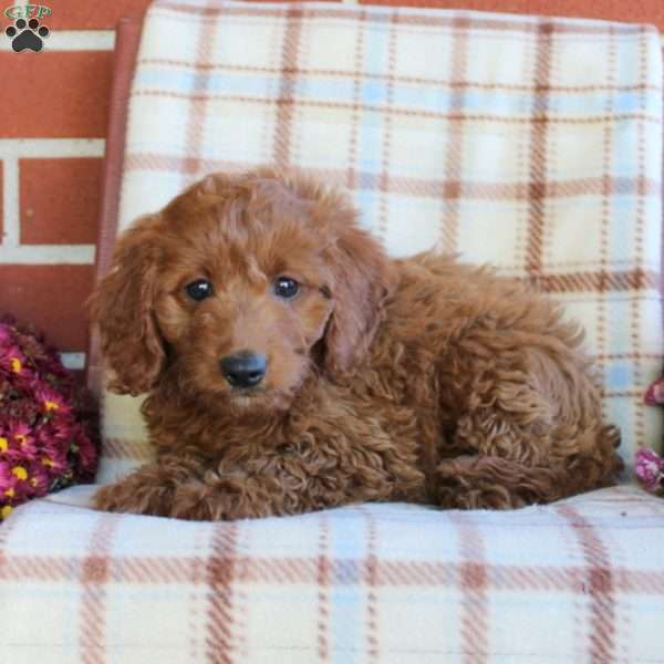 Tanya, Mini Goldendoodle Puppy