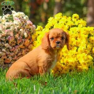 Tanya, Cavalier King Charles Spaniel Puppy