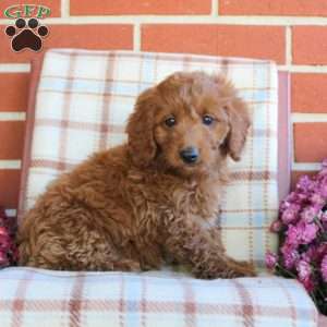 Tanya, Mini Goldendoodle Puppy