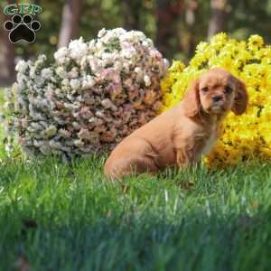 Tanya, Cavalier King Charles Spaniel Puppy