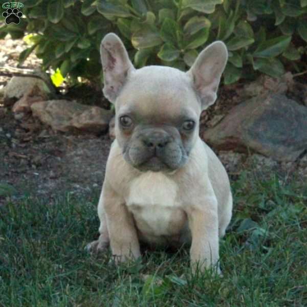 Tara, French Bulldog Puppy