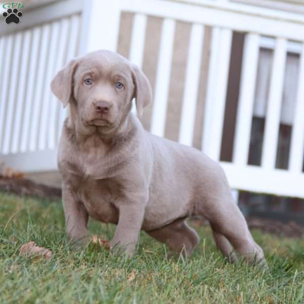 Tara, Silver Labrador Retriever Puppy