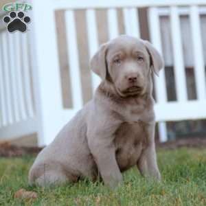 Tara, Silver Labrador Retriever Puppy