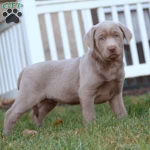 Tara, Silver Labrador Retriever Puppy