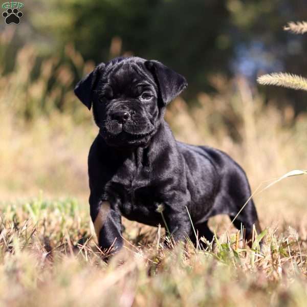 Tar0, Cane Corso Puppy