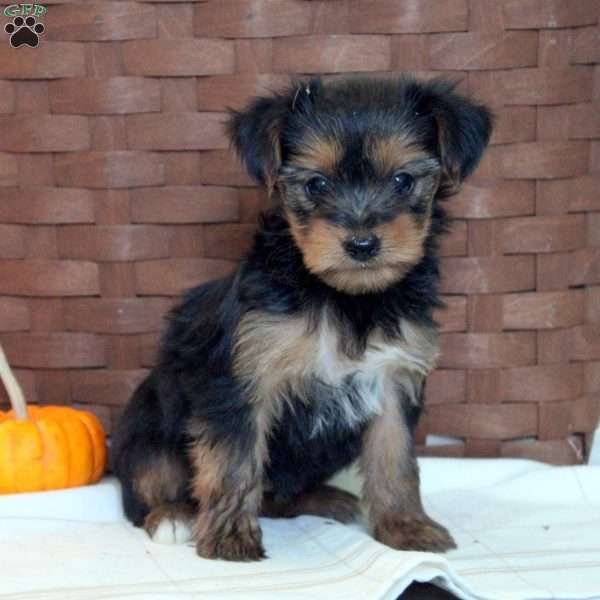 Tasha, Yorkie Puppy