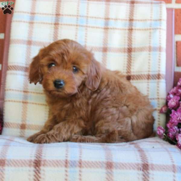 Tasha, Mini Goldendoodle Puppy