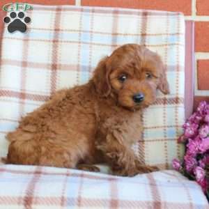 Tasha, Mini Goldendoodle Puppy