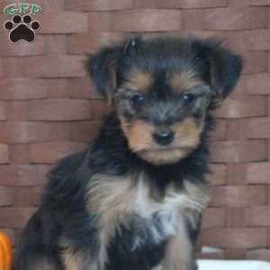 Tasha, Yorkie Puppy