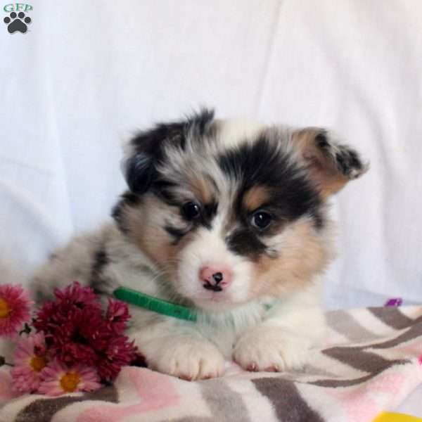 Tasha, Pembroke Welsh Corgi Puppy