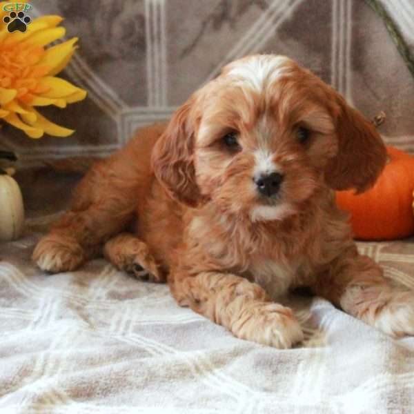 Tate, Cavalier King Charles Mix Puppy