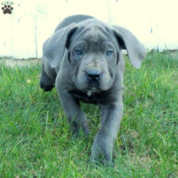 Tatiana, Cane Corso Puppy