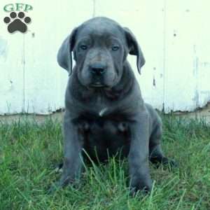 Tatiana, Cane Corso Puppy