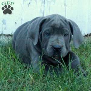 Tatiana, Cane Corso Puppy