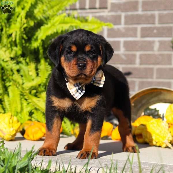 Taylor, Rottweiler Puppy