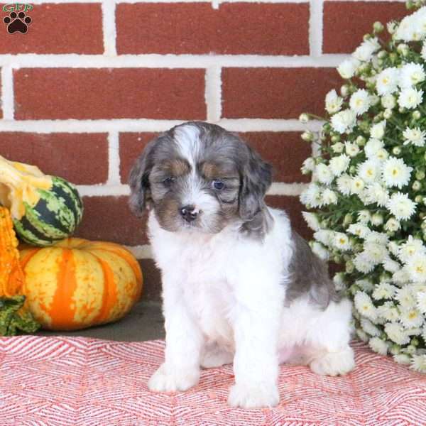 Taylor, Cavapoo Puppy