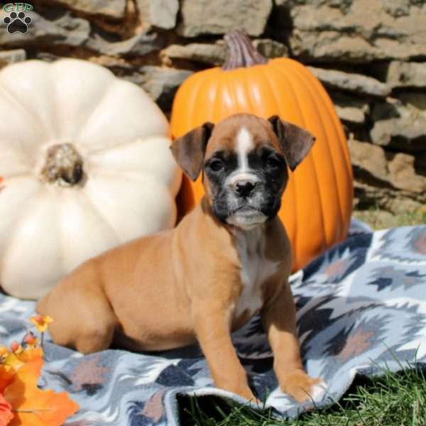 Teagan, Boxer Puppy