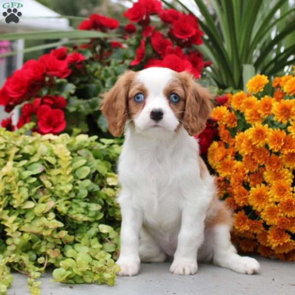 Teagan, Cavalier King Charles Spaniel Puppy