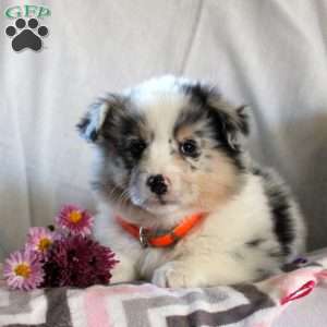 Teagan, Pembroke Welsh Corgi Puppy