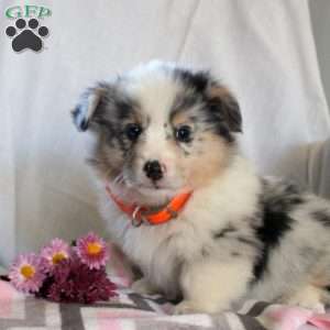 Teagan, Pembroke Welsh Corgi Puppy