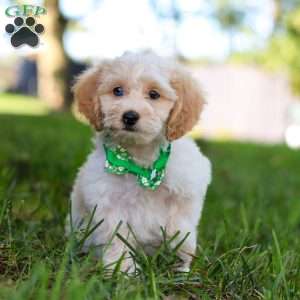 Teddy, Cockapoo Puppy