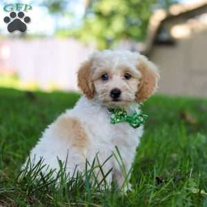 Teddy, Cockapoo Puppy