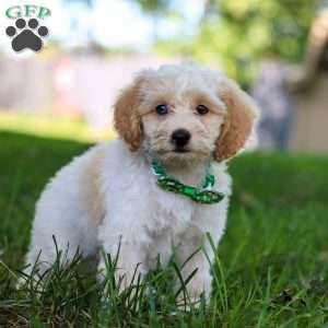 Teddy, Cockapoo Puppy