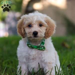 Teddy, Cockapoo Puppy