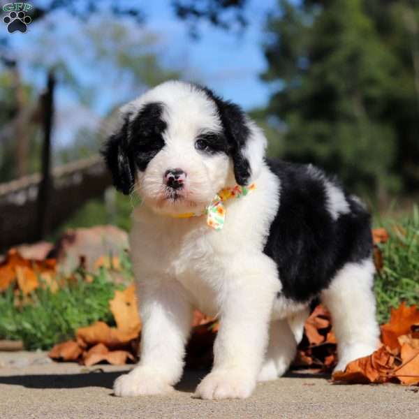 Teddy, Sheepadoodle Puppy