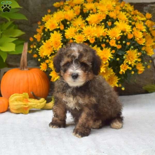 Teddy, Mini Bernedoodle Puppy