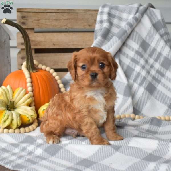 Teddy, Cavalier King Charles Spaniel Puppy