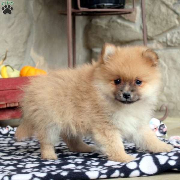 Teddy, Pomeranian Puppy