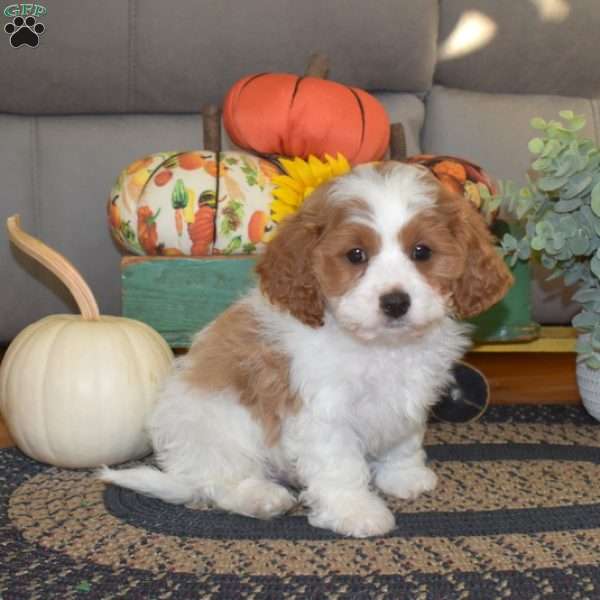 Teddy, Cavapoo Puppy