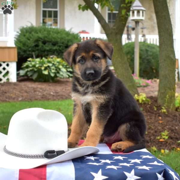 Teddy, German Shepherd Puppy