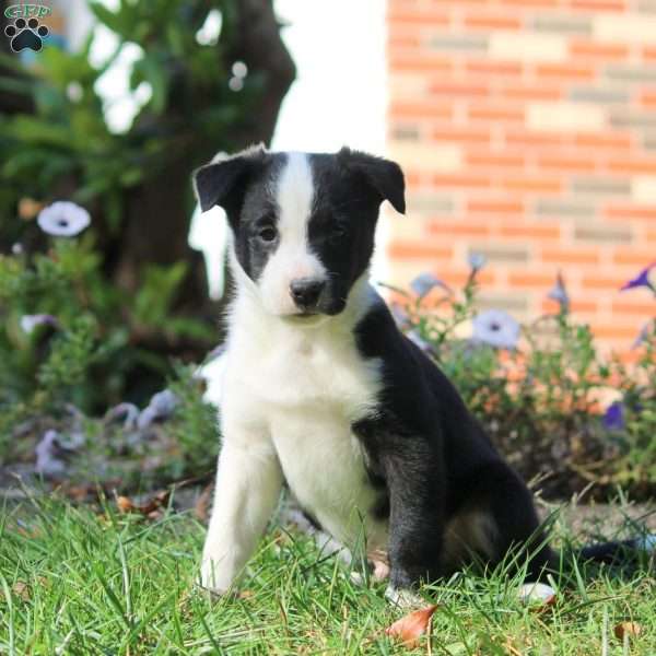 Teddy, Border Collie Puppy