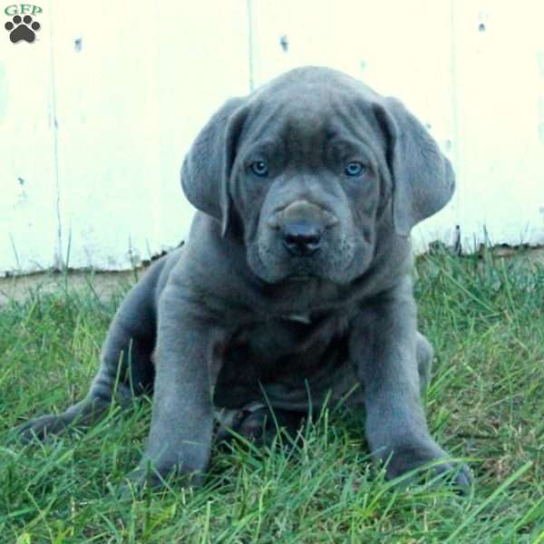 Teddy, Cane Corso Puppy