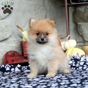 Teddy, Pomeranian Puppy