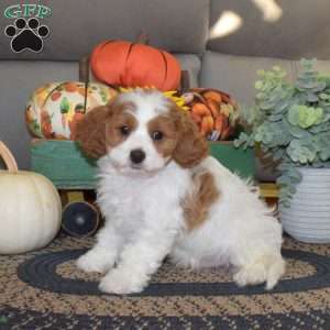 Teddy, Cavapoo Puppy