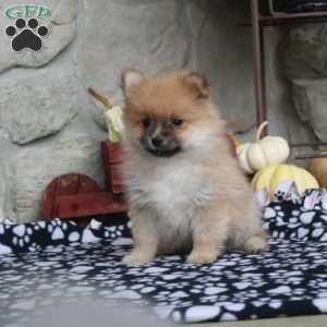 Teddy, Pomeranian Puppy