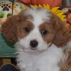 Teddy, Cavapoo Puppy