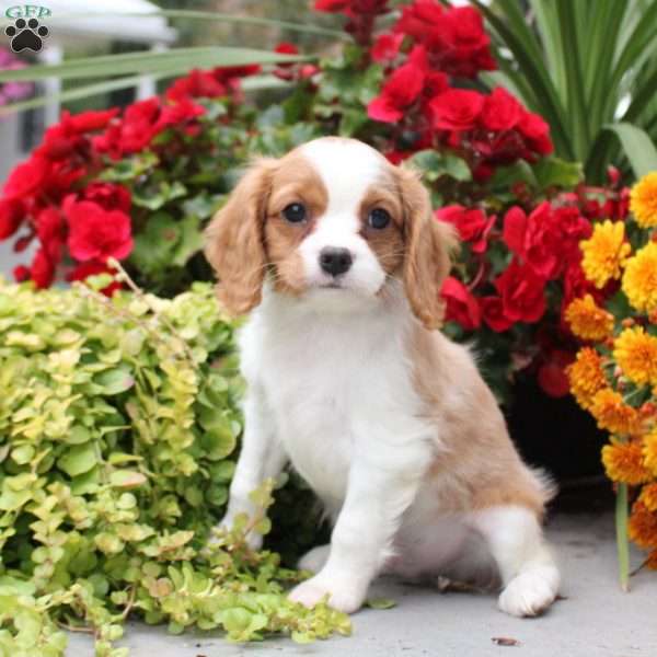 Teddy, Cavalier King Charles Spaniel Puppy